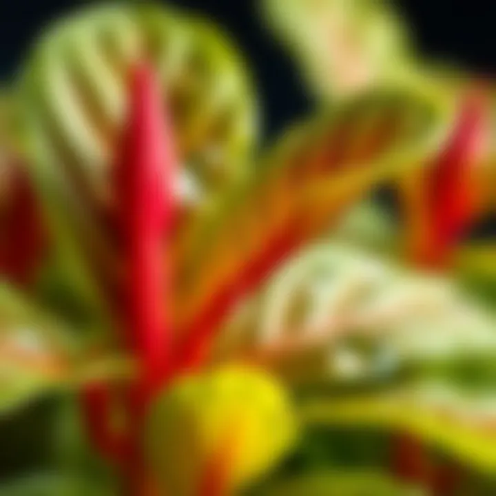 Close-up of vibrant spinago leaves with water droplets