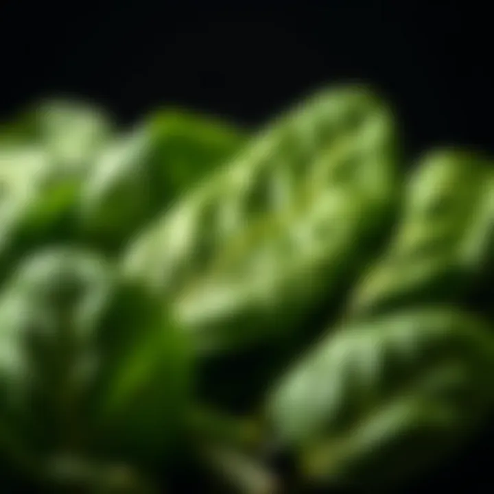 Close-up of fresh green spinach leaves showcasing their texture and color