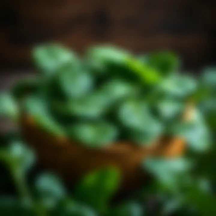 Freshly harvested spinach leaves arranged in a rustic wooden bowl