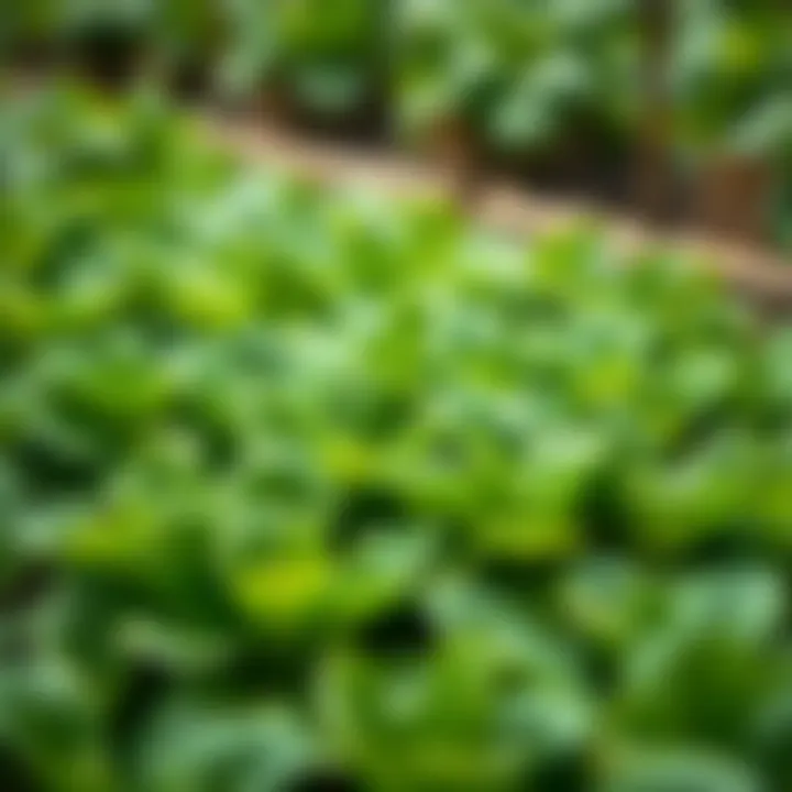 Lush green spinach leaves growing densely in a garden bed