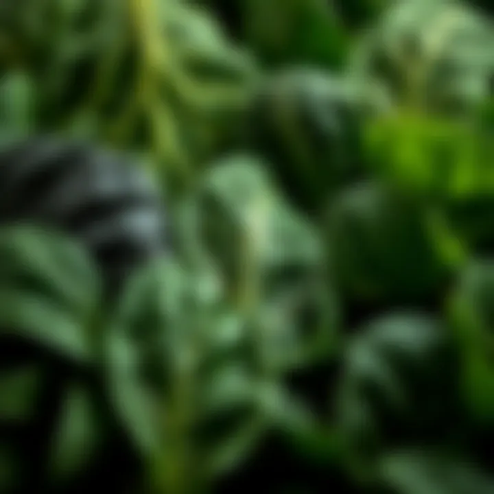 Different types of spinach leaves showcasing various shapes and sizes