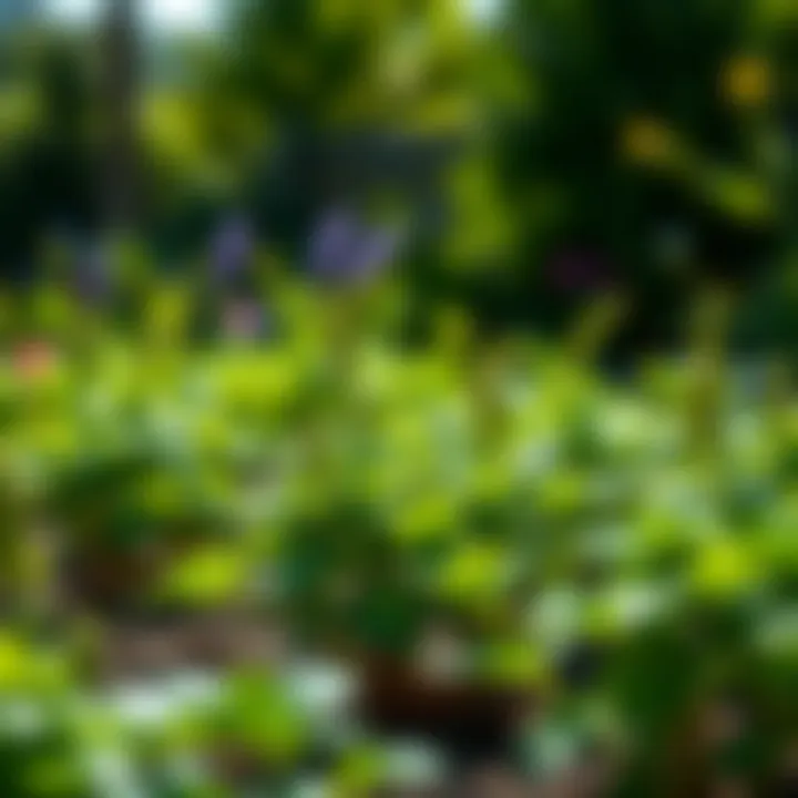 Lush green Spinago plants growing in a sunny garden bed