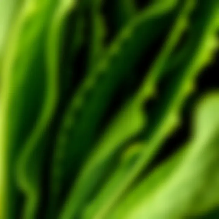 Close-up of fresh Spinago leaves showing vibrant green color and texture