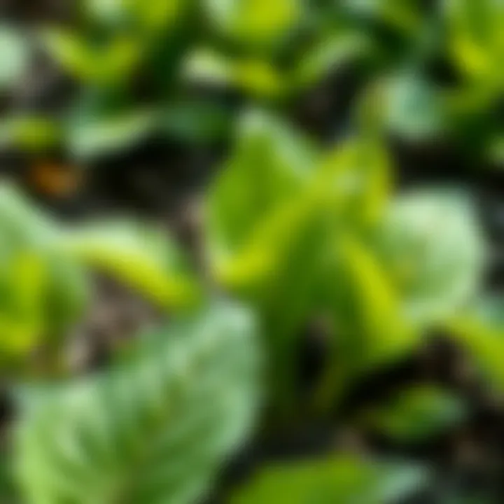 Fresh vibrant green leaves of spinago plant growing in a garden bed