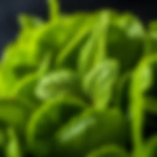 Detailed View of Spinago Leaves Close-up of spinago leaves showcasing their vibrant green color and texture