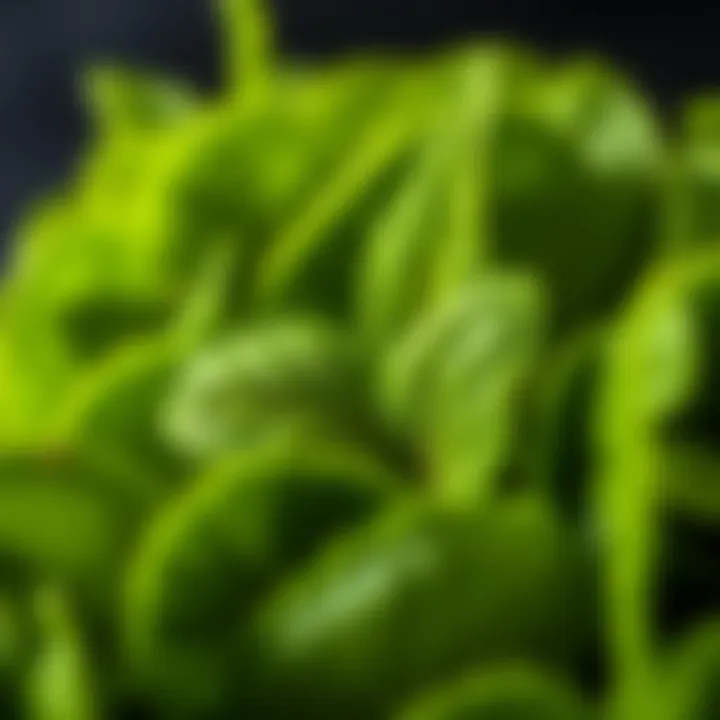 Close-up of spinago leaves showcasing their vibrant green color and texture