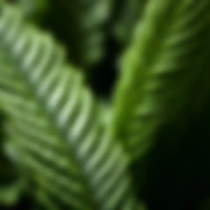Close-up of lush Spinago plant leaves showing vibrant green texture